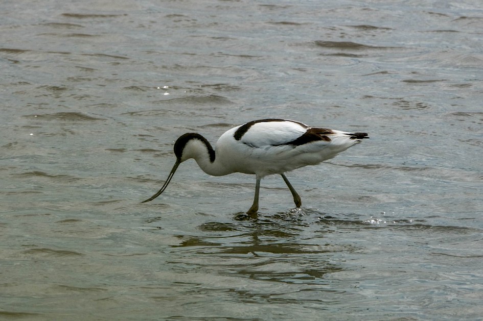 Avocet