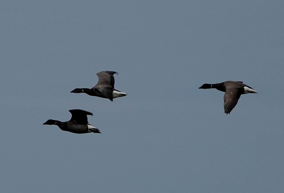 Brent Geese