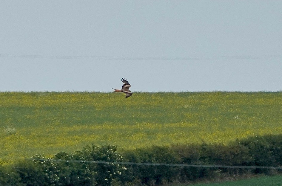 Red Kite