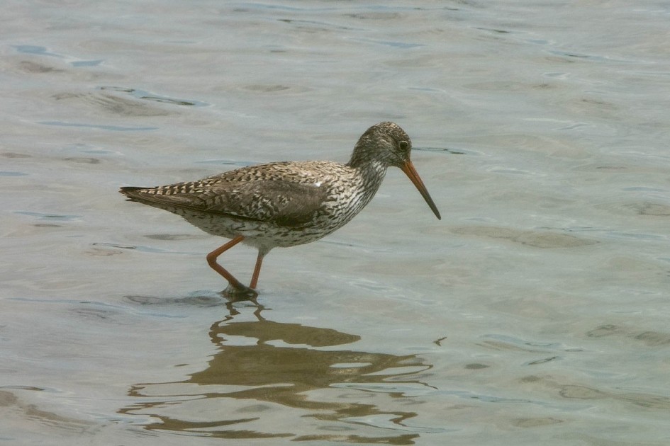 Redshank