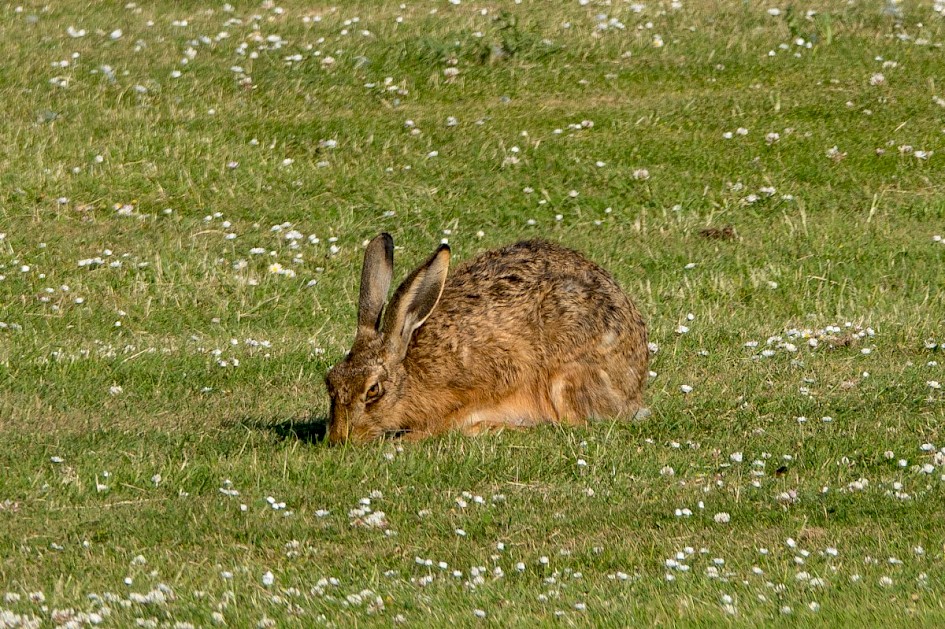 Brown Hare