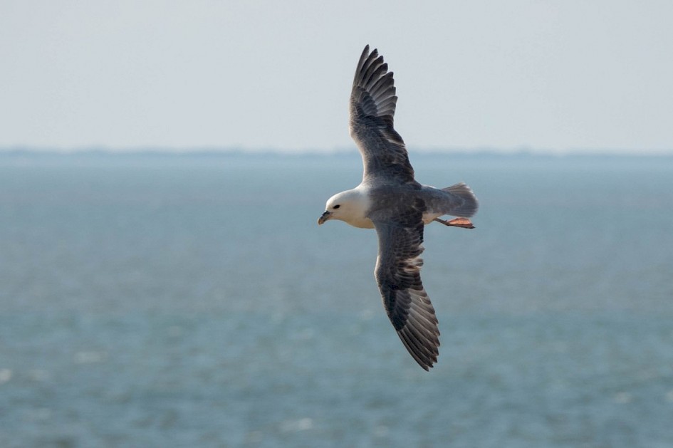 Fulmar