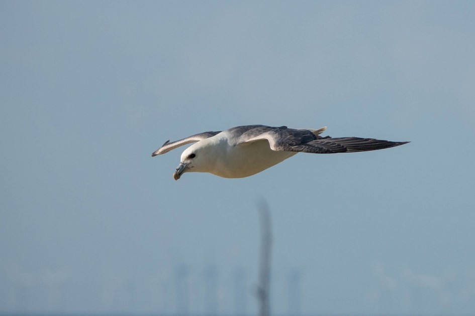 Fulmar