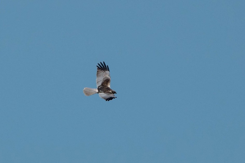 Marsh Harrier
