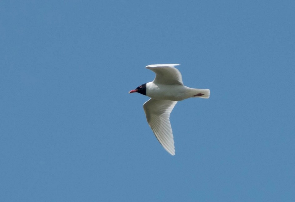 Mediterranean Gull