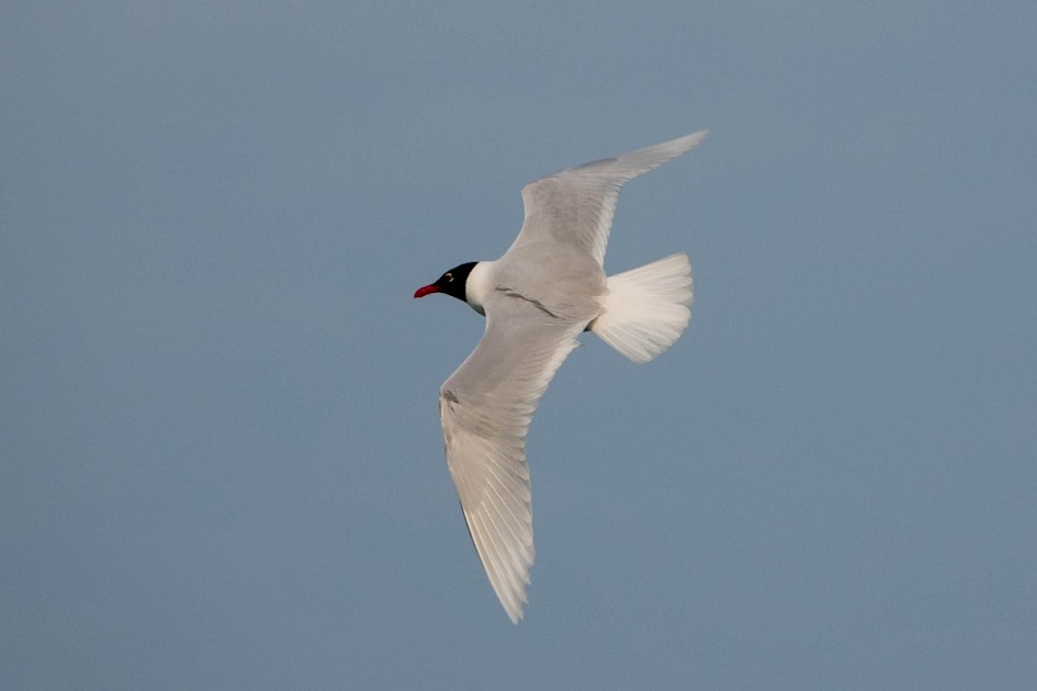 Mediterranean Gull