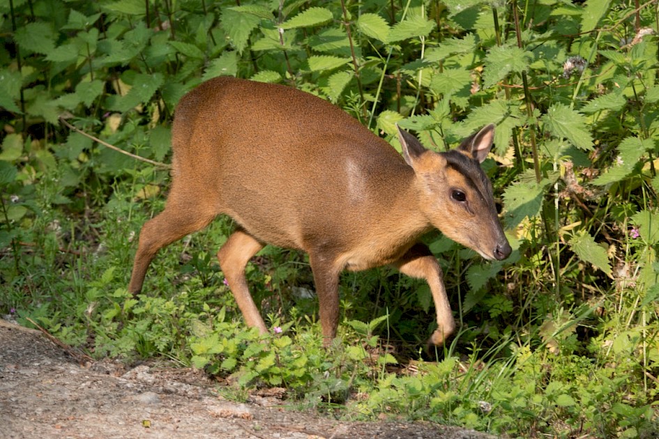 Muntjac