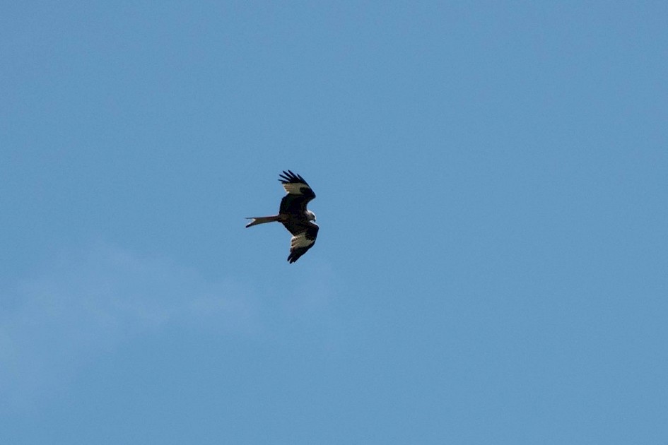 Red Kite