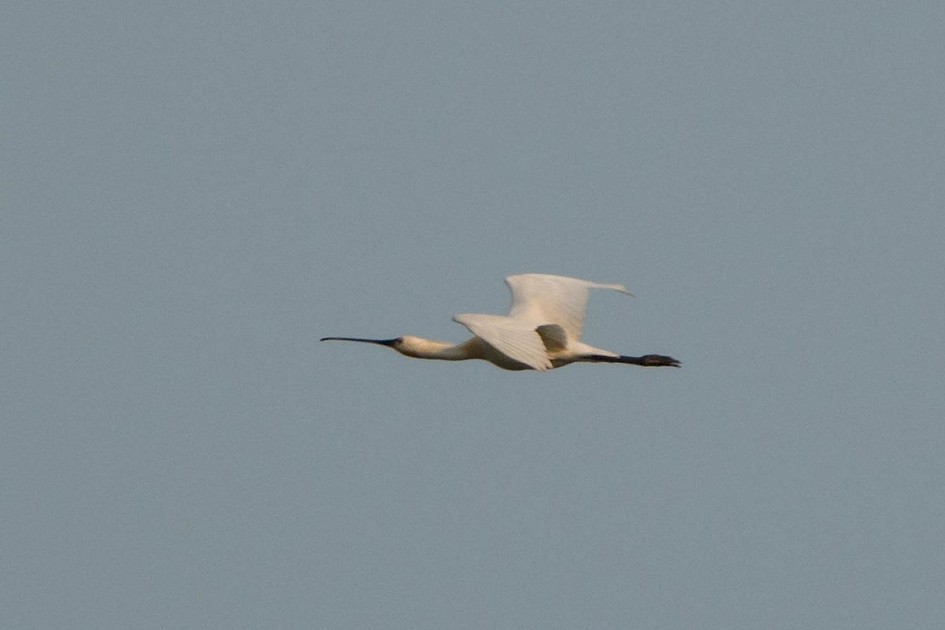 Spoonbill