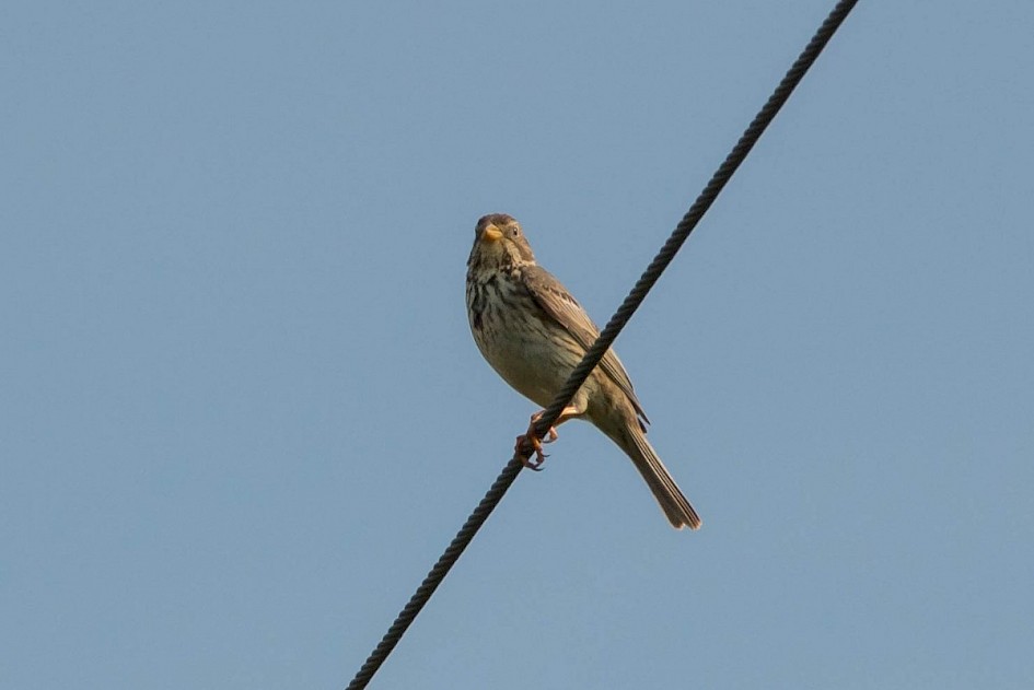 Corn Bunting - Choseley