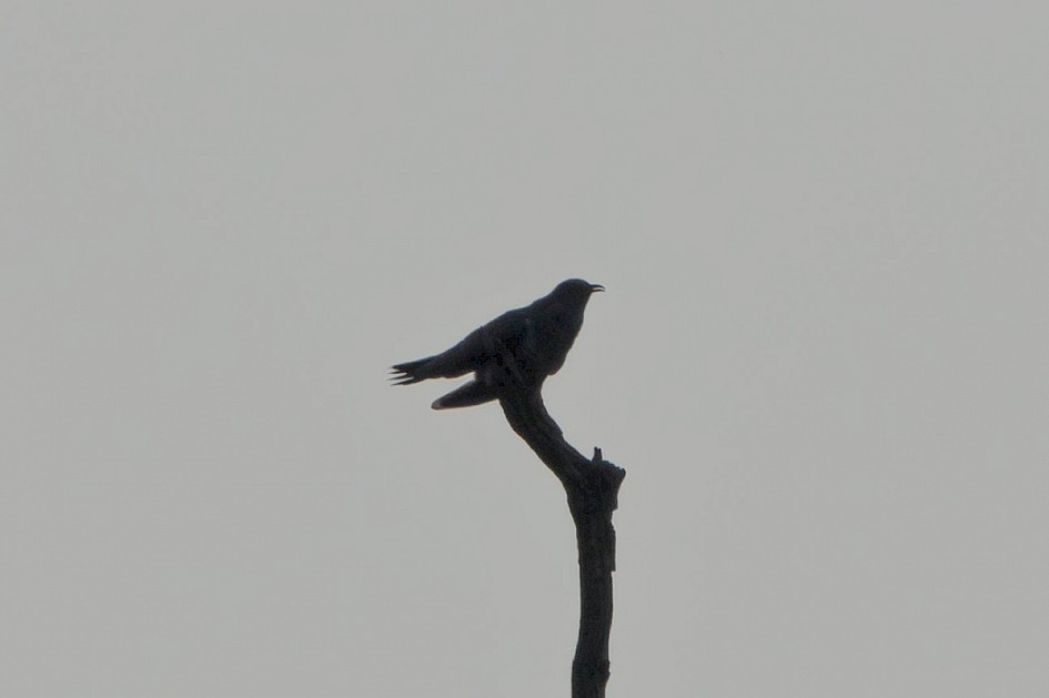 Cuckoo - Titchwell