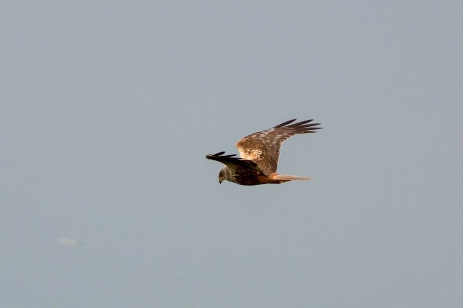 Marsh Harrier - Titchwell