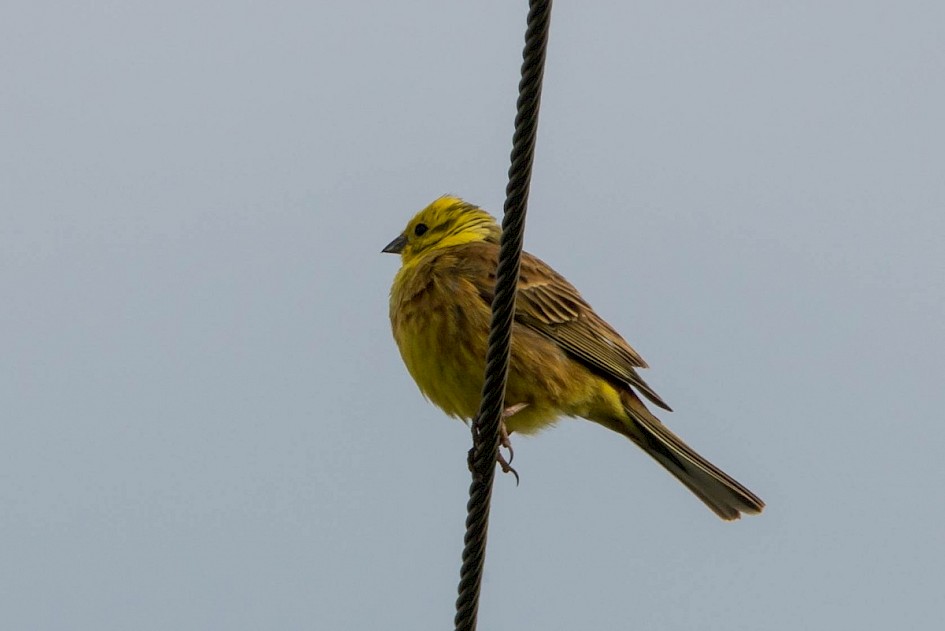 Yellowhammer - Choseley
