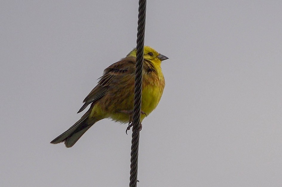 Yellowhammer - Choseley