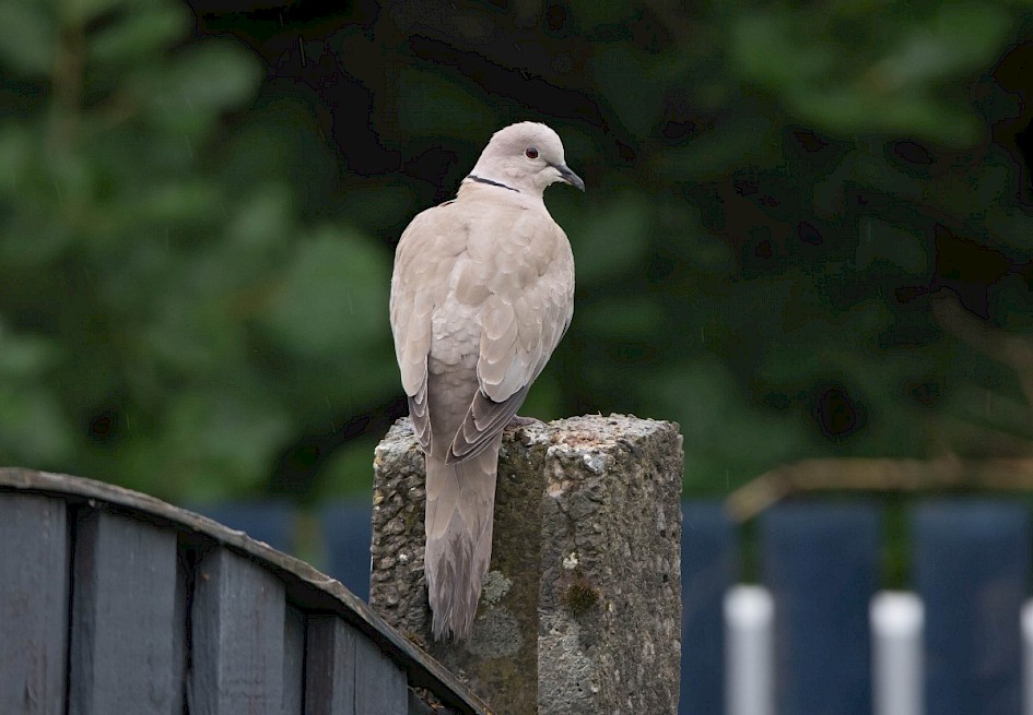 Collared Dove