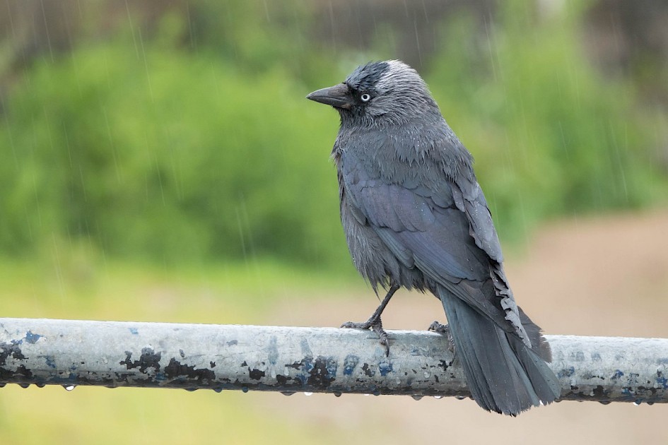 Jackdaw