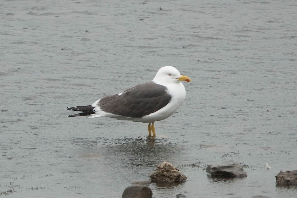 Lesser Black-back