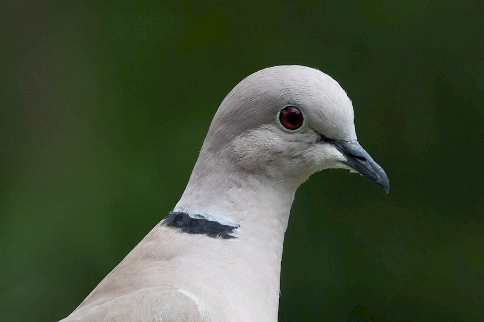 Collared Dove