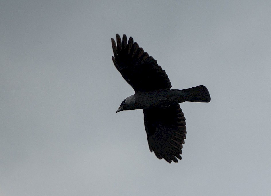 Jackdaw