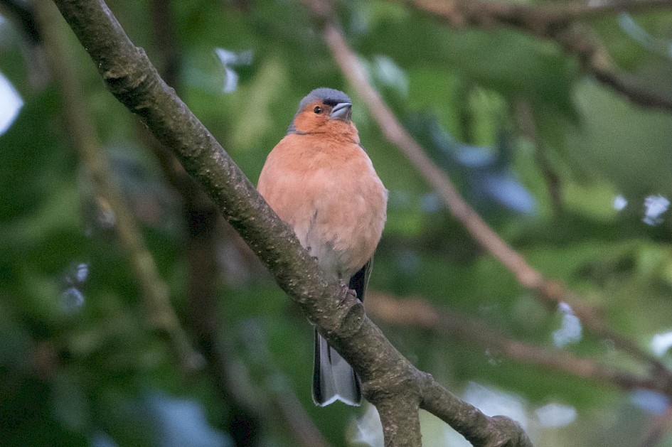 Chaffinch, Pavilion wood