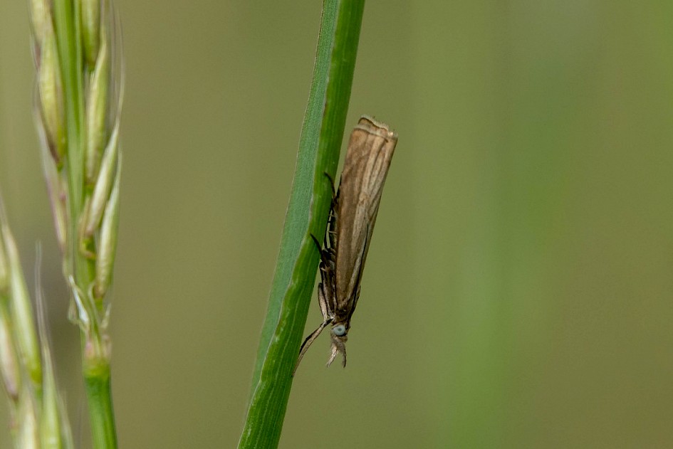 Chrysoteuchia culmella, Shaw Moss