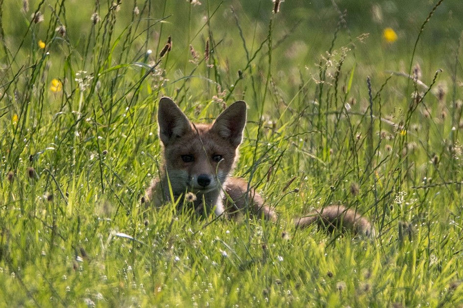Fox cub just noticed me!, Turnough track