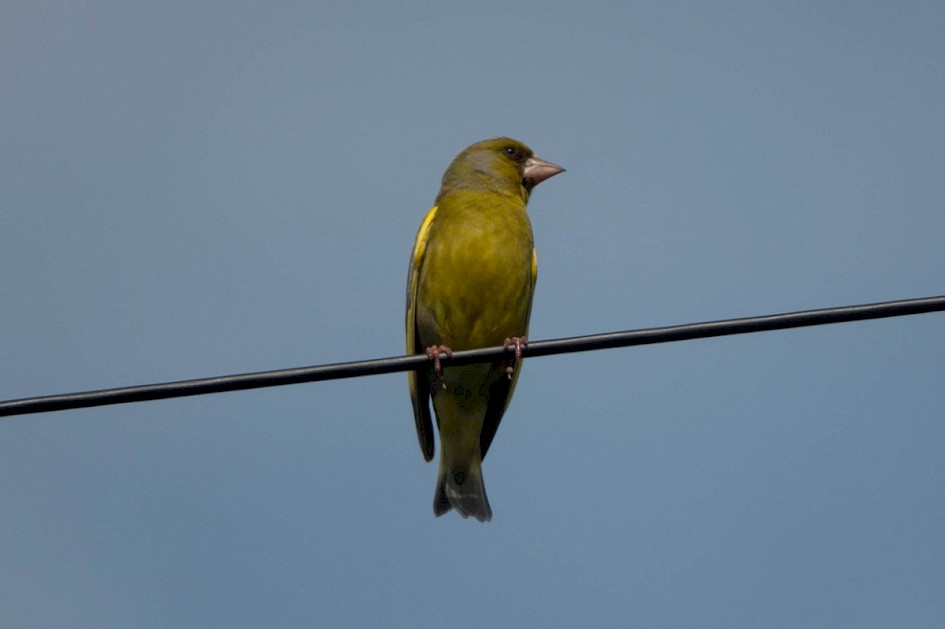 Greenfinch, Peanock