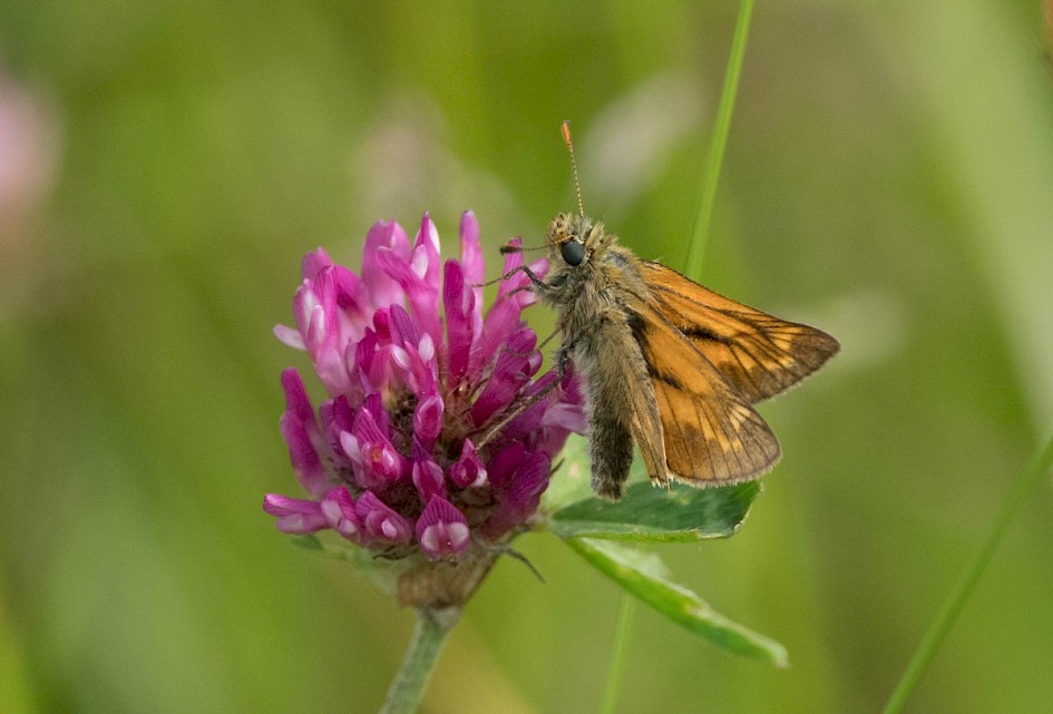 Small Skipper, Shaw Moss