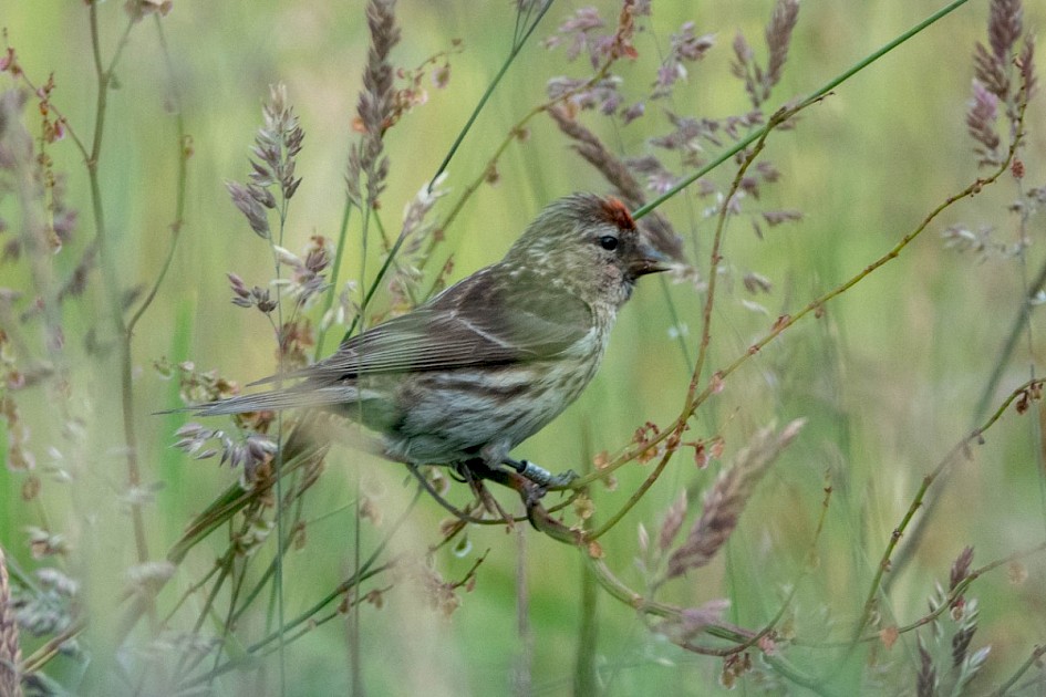 Lesser Redpoll, , Turnough track