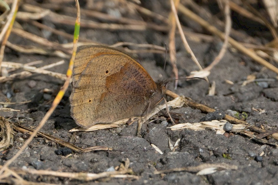 Meadow Brown, Peanock