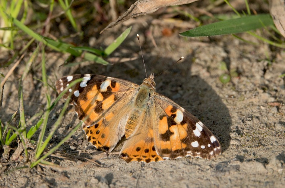 Painted Lady, Turnough track
