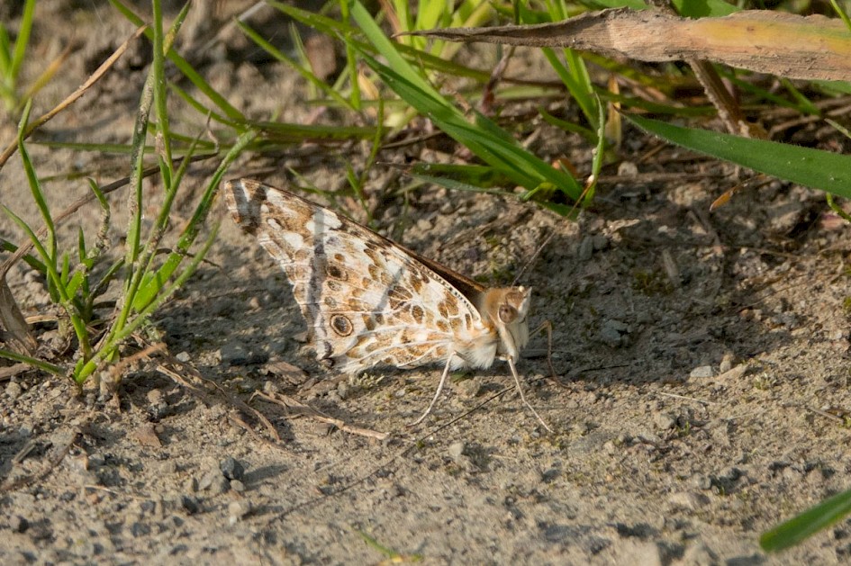 Painted Lady (underwing), Turnough track
