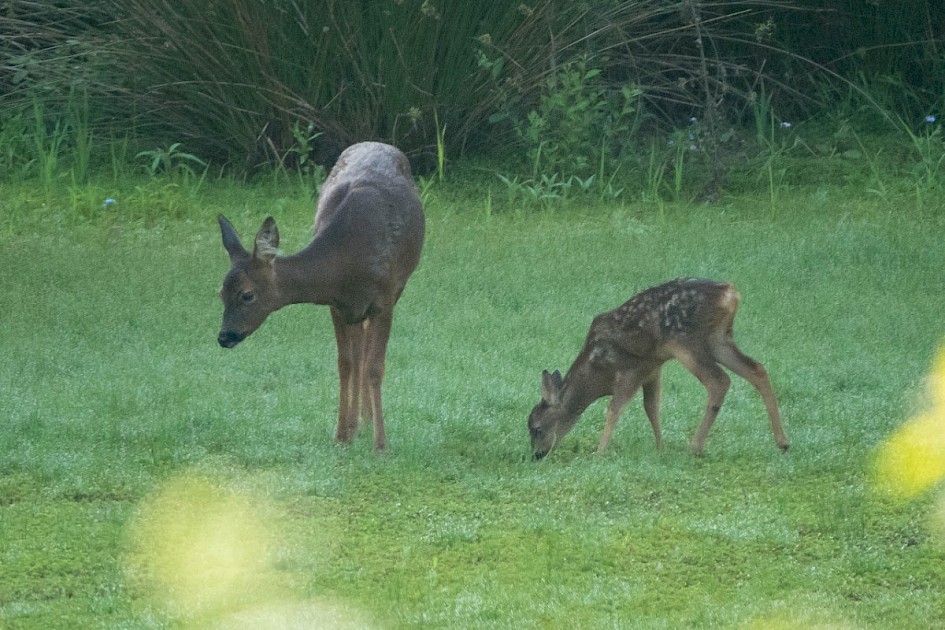 Roe Deer with fawn on the reserve