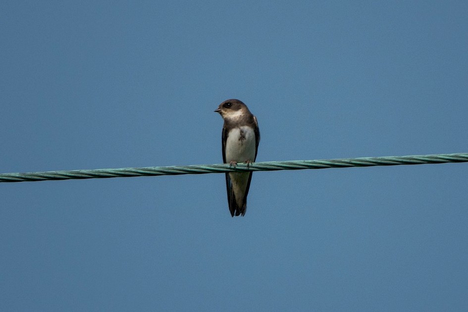 Sand Martin, Peanock