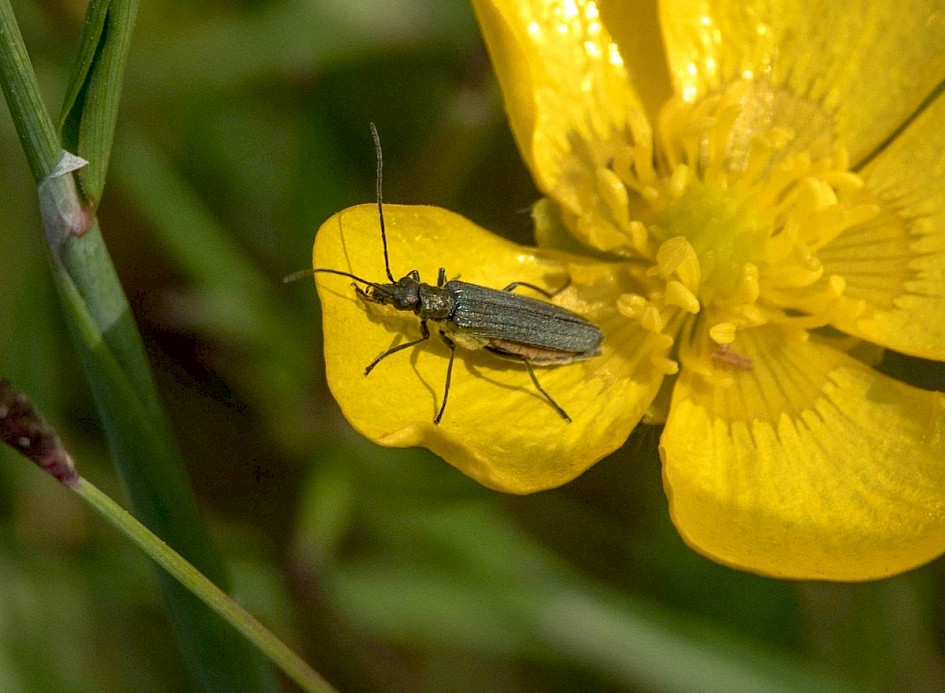 Small beetle sp. Shaw Moss