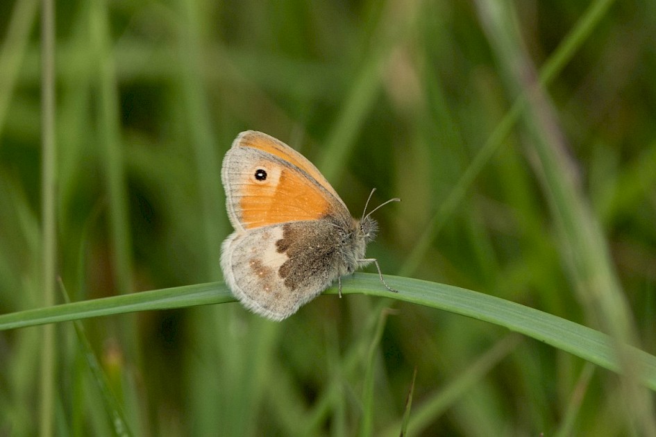 Small Heath, Shaw Moss