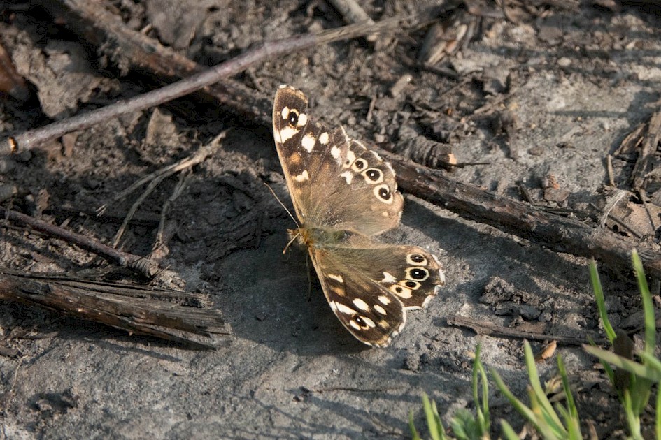 Speckled Wood, Bib Knowl