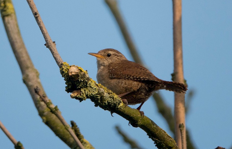 Wren by Rakewood road