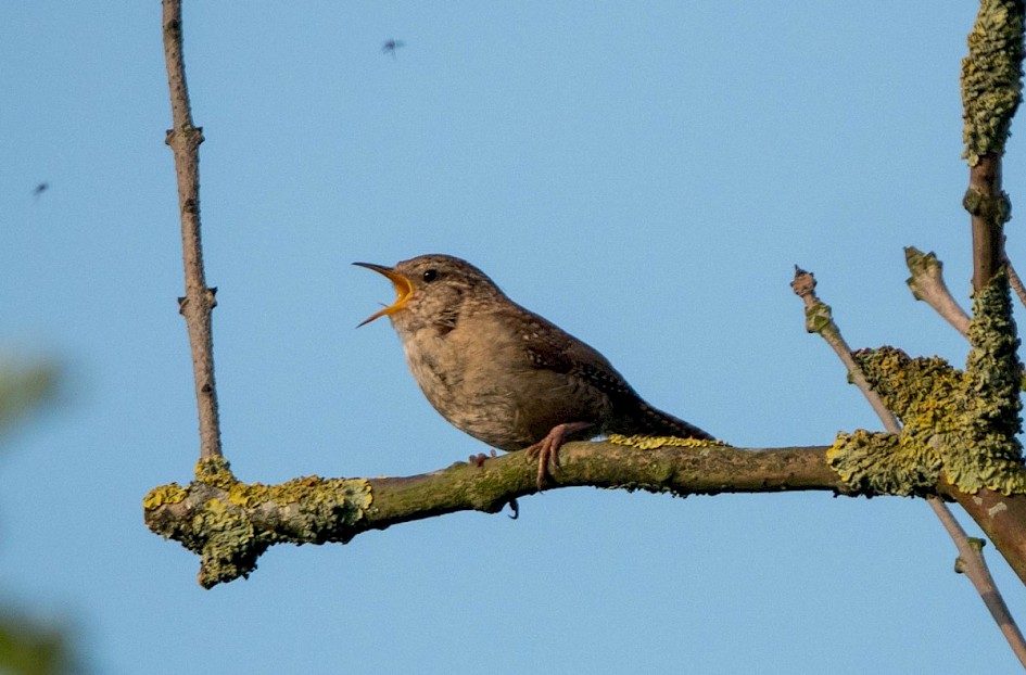 Wren singing by Rakewood road