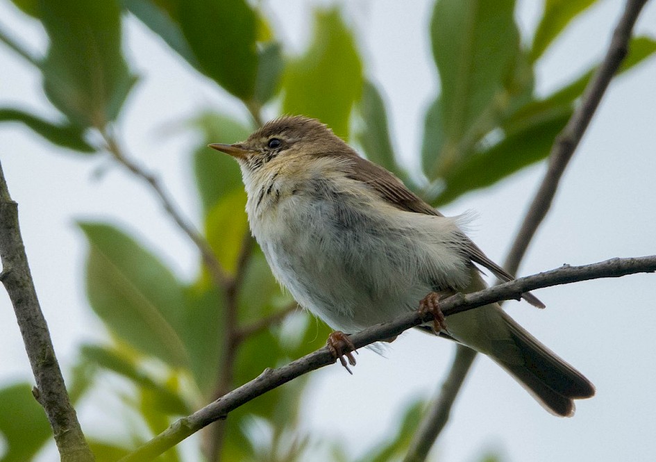 Willow Warbler-