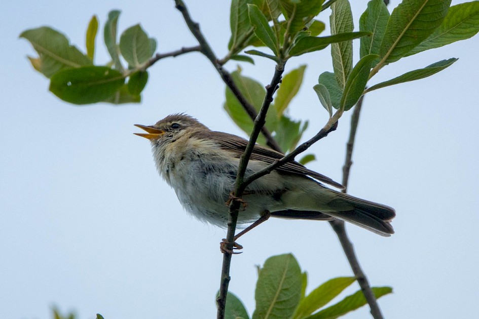 Willow Warbler