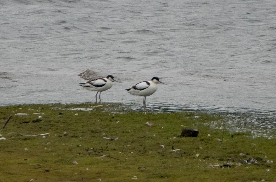 Avocets