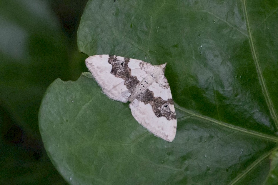 Silver-ground Carpet