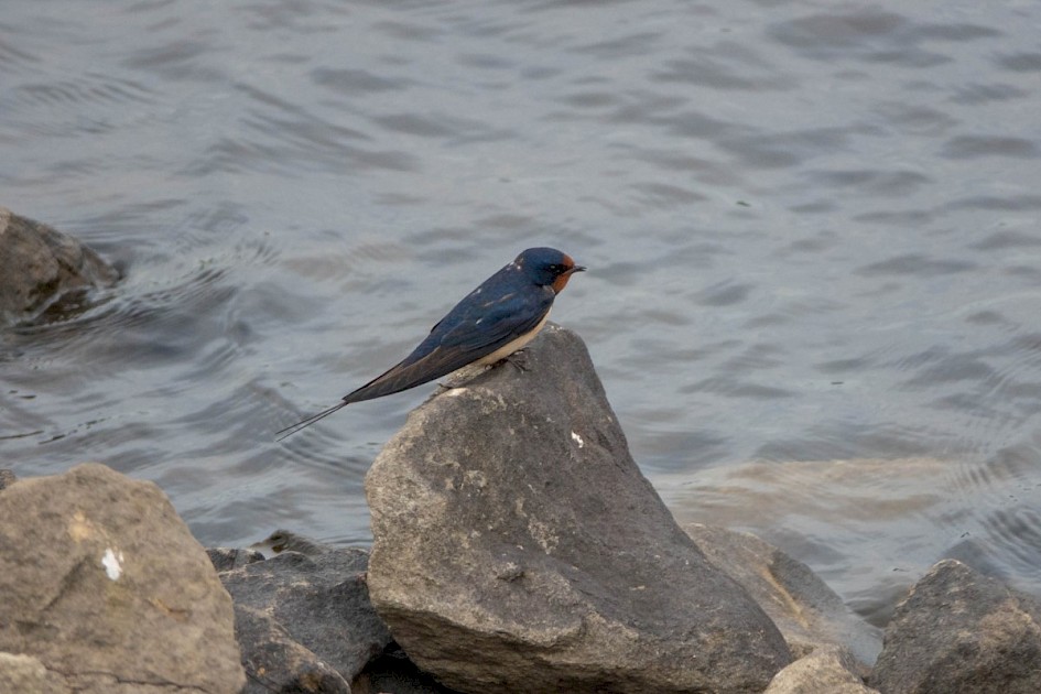 Swallow