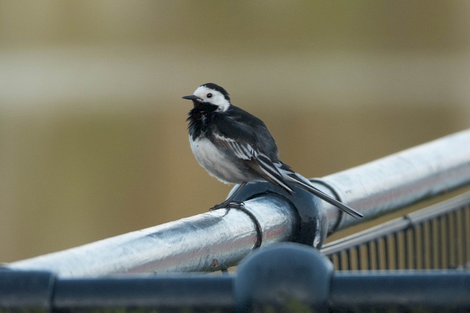 Pied Wagtail