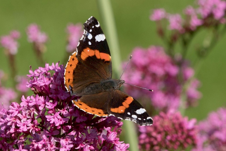 Red Admiral