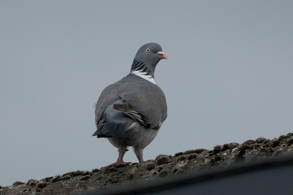 Woodpigeon