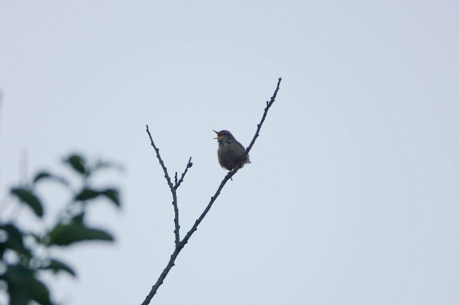 Wren
