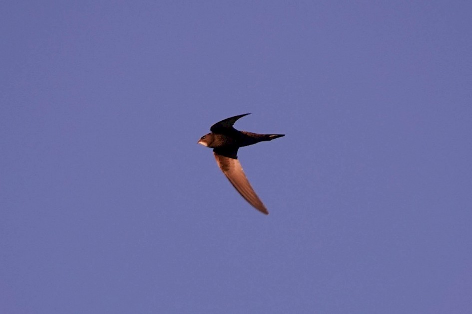 Swift-