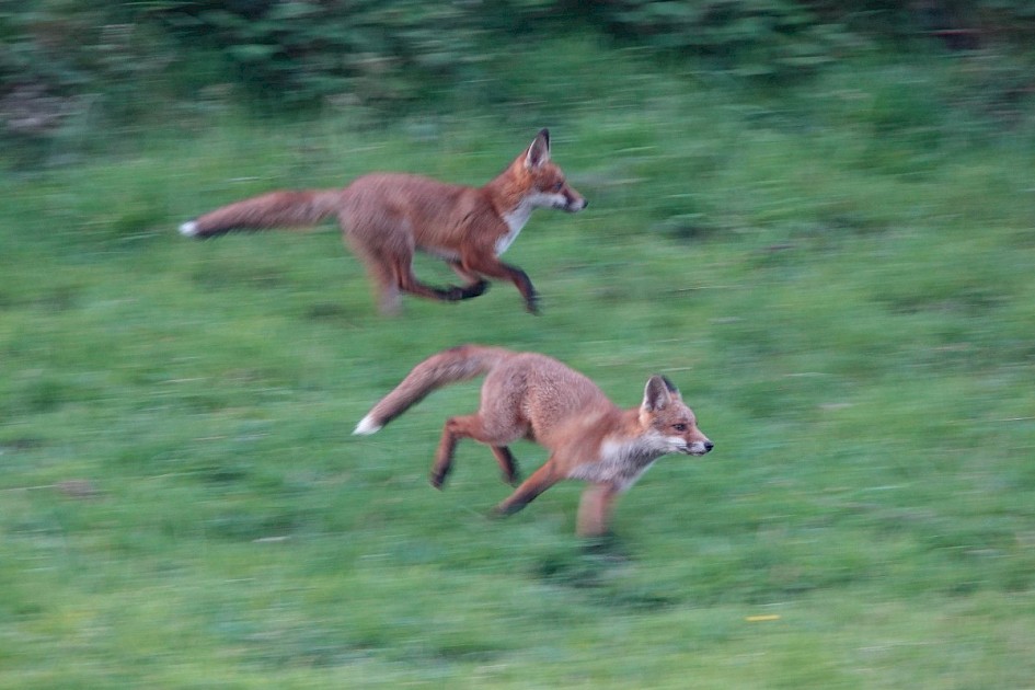 Foxes